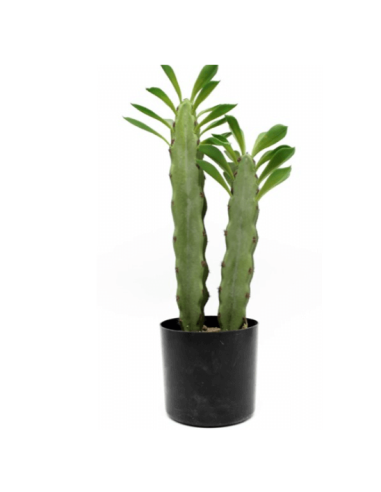 Cactus de 2 brazos realista